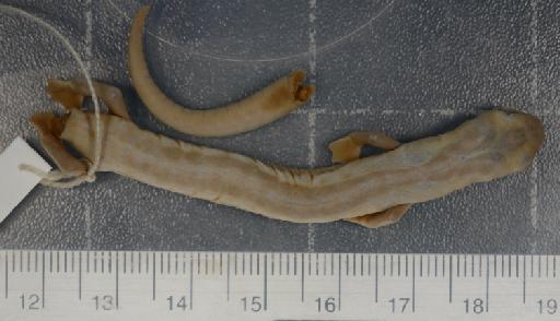 Bolitoglossa platydactyla - 1946.9.6.18-pic1