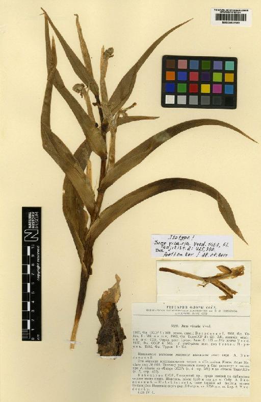 Iris vicaria (Vved.) T.Hall & Seisums - BM000832580