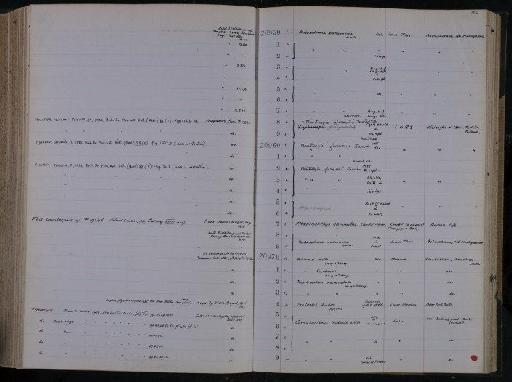 Cornuboniscus budensis White, 1939 - NHM-UK_P_DF118_03_12_0375