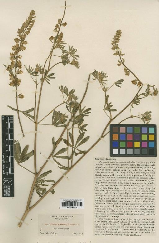 Lupinus albicaulis var. shastensis (A.Heller) C.P.Sm. - BM000901014