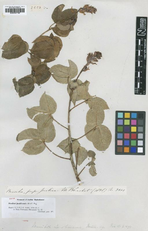 Manihot jacobensis Müll.Arg. - BM000947467