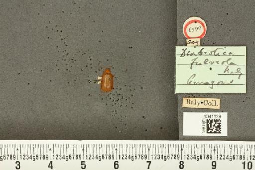 Diabrotica fulveola Baly, 1890 - BMNHE_1341129_22973