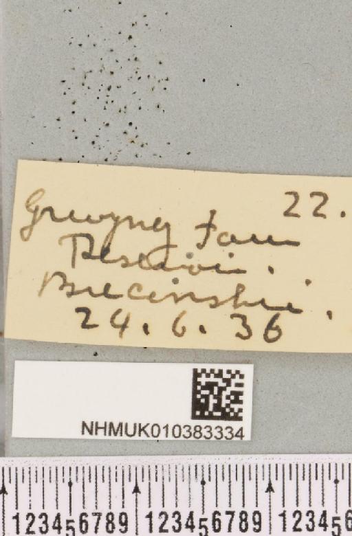 Parasemia plantaginis plantaginis (Linnaeus, 1758) - NHMUK_010383334_label_510642