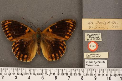 Argynnis aglaja ab. wimani Holmgren, 1888 - BMNHE_500034_53734