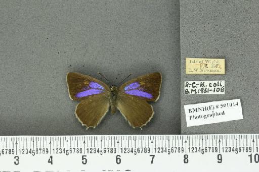 Neozephyrus quercus ab. bellus Gerhard, 1853 - BMNHE_501014_94034