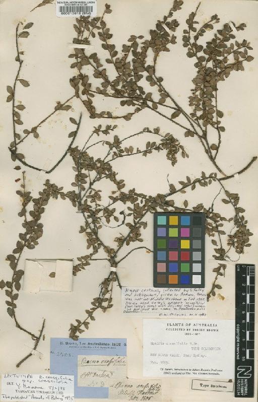 Epacris crassifolia R.Br. - BM000019516