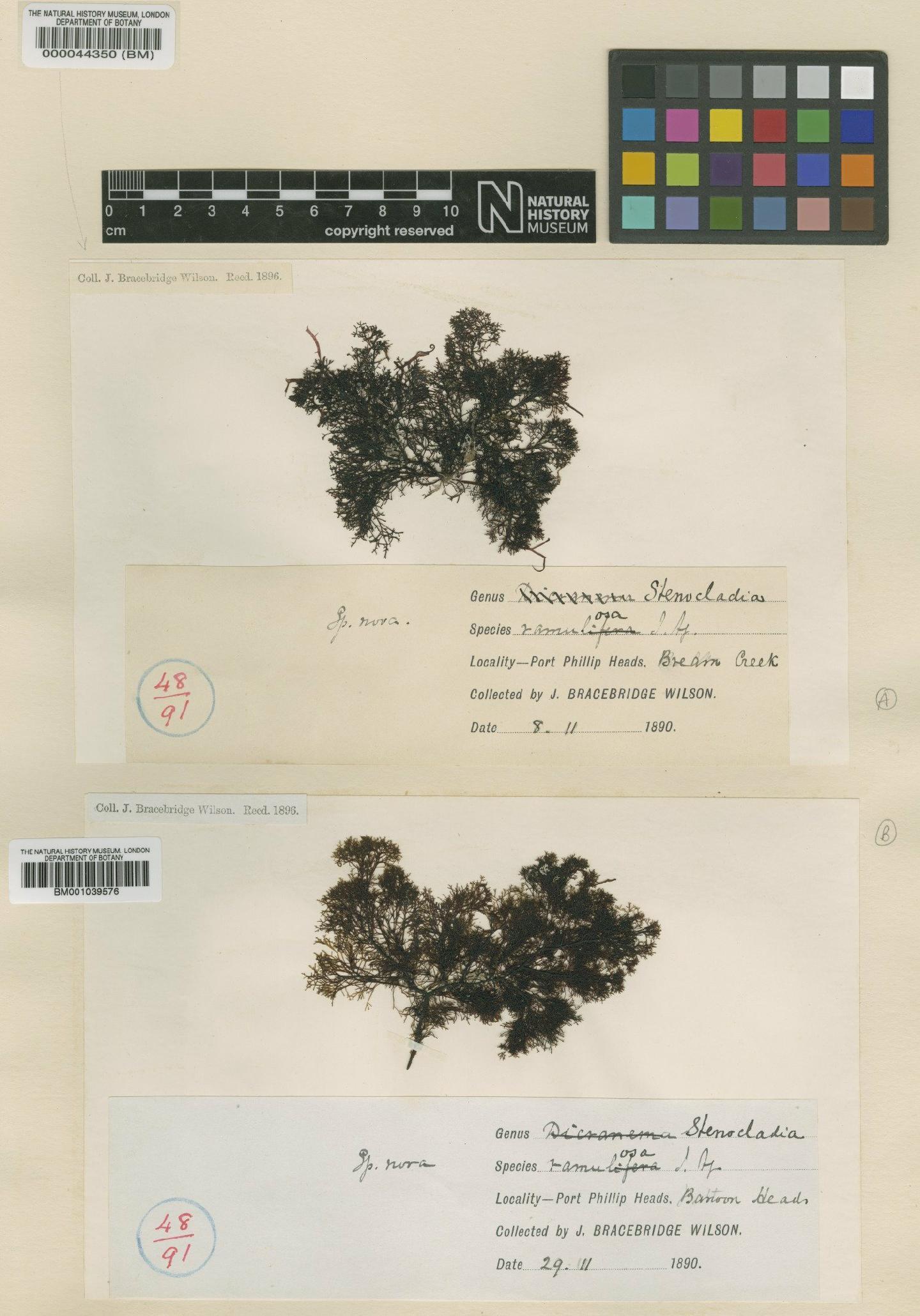 To NHMUK collection (Melanema dumosum (Harv.) Min-Thein & Womersley; Isosyntype; NHMUK:ecatalogue:723875)