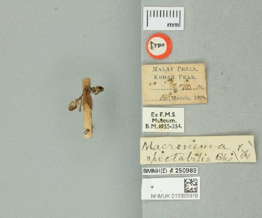 Macronema spectabilis Banks, 1931 - 013323379_175596_1751374