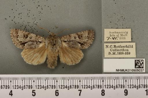 Acronicta menyanthidis scotica (Tutt, 1891) - NHMUK_010505037_562418