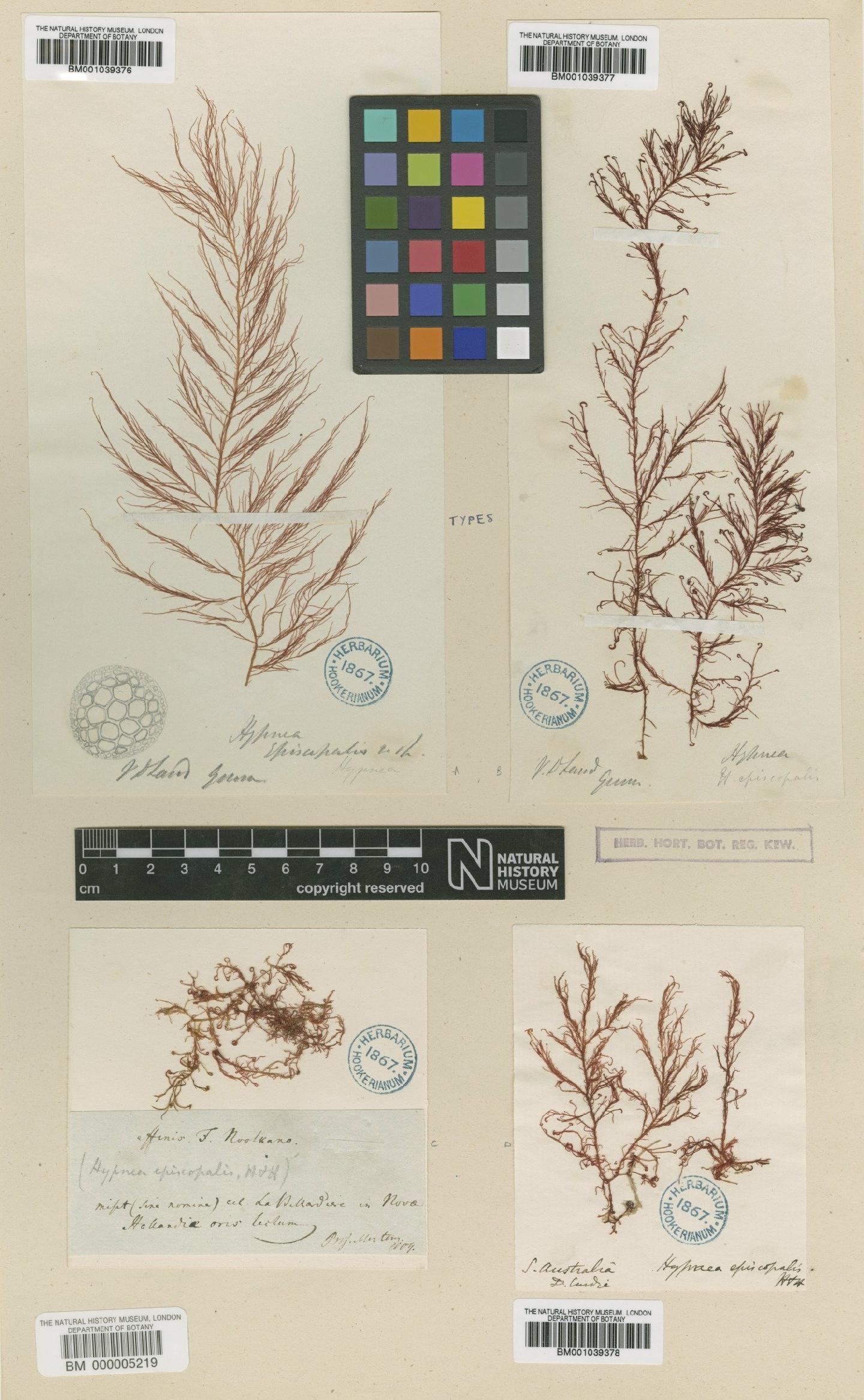 To NHMUK collection (Hypnea ramentacea (C.Agardh) J.Agardh; Type; NHMUK:ecatalogue:712789)