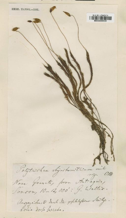 Polytrichum juniperinum Hedw. - BM000960629