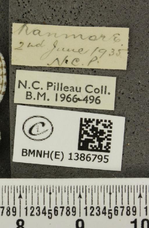 Lysandra bellargus (Rottemburg, 1775) - BMNHE_1386795_label_171938