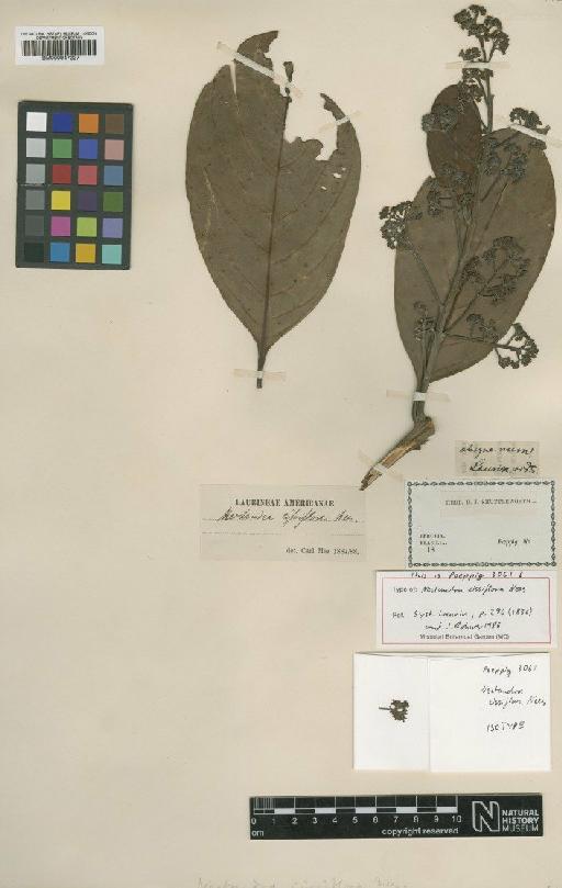 Nectandra cissiflora Nees - BM000947227