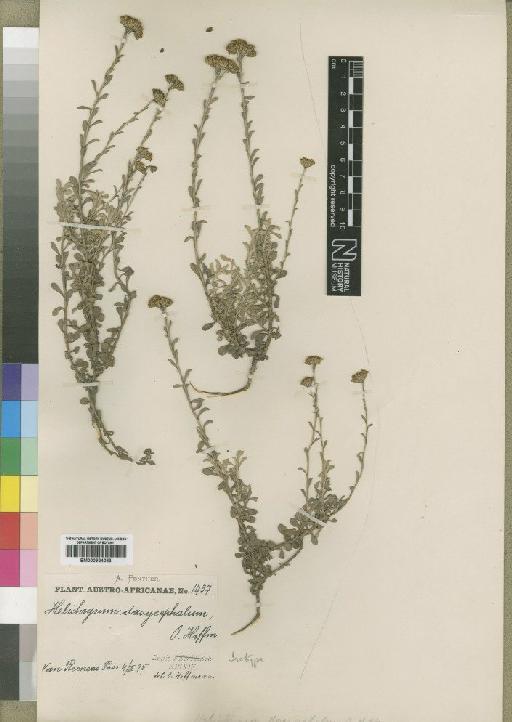 Helichrysum dasycephalum O.Hoffm. - BM000924083