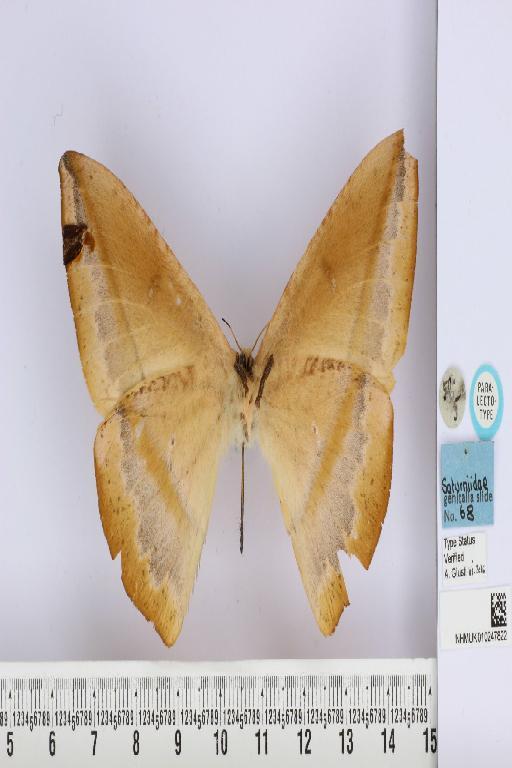 Lonomia obliqua Walker, 1855 - NHMUK_010247822_Lonomia_obliqua_Walker_PLT_ventral_and_labels.JPG