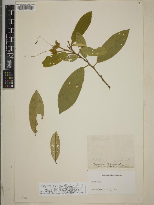 Capparis cynophallophora subsp. isthmensis - BM000053955