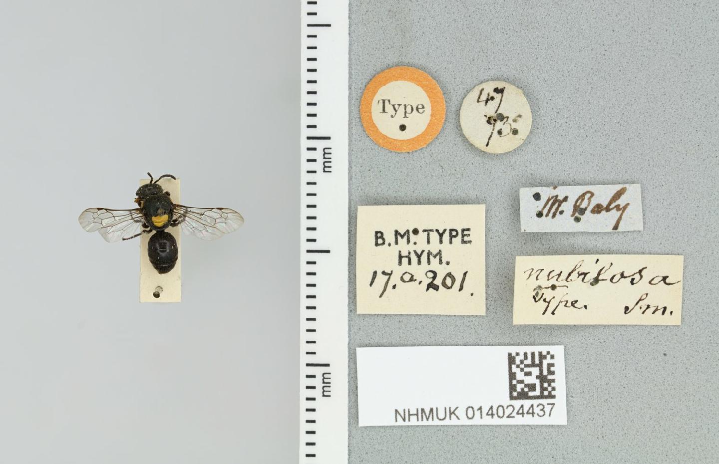 Hylaeus nubilosus thumbnail