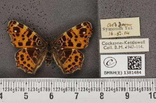 Araschnia levana (Linnaeus, 1758) - BMNHE_1381484_167660