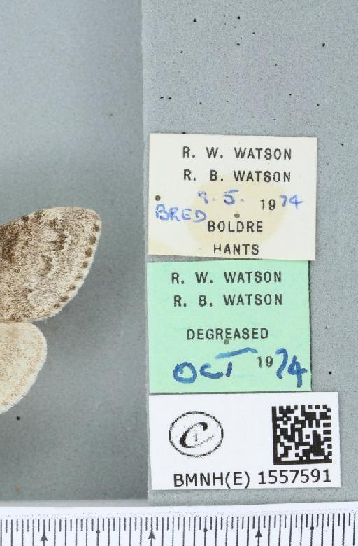 Calliteara pudibunda (Linnaeus, 1758) - BMNHE_1557591_label_255075