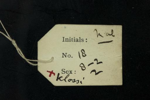 Rhinolophus klossi Andersen, 1918 - 1918_8_2_2-Rhinolophus_klossi-Holotype-Skull-label_reverse