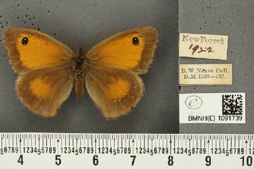 Pyronia tithonus britanniae (Verity, 1914) - BMNHE_1091739_2170