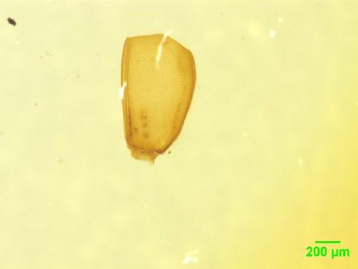 Pselaphinae Latreille, 1802 - 010189499___5