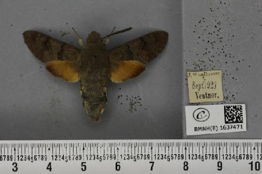 Macroglossum stellatarum (Linnaeus, 1758) - BMNHE_1637471_206144