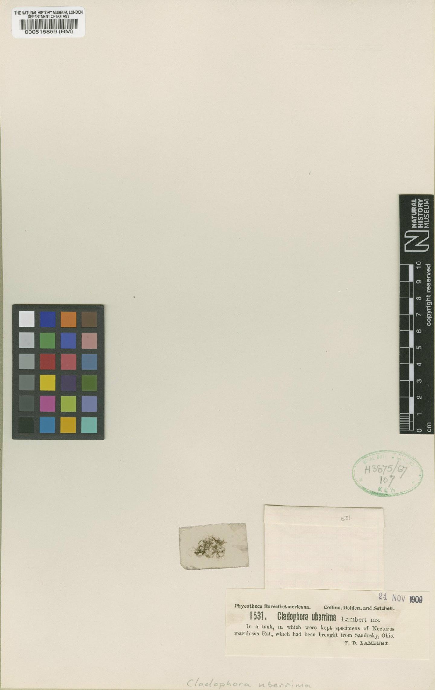 To NHMUK collection (Cladophora uberrima F.D.Lamb.; Type; NHMUK:ecatalogue:474470)