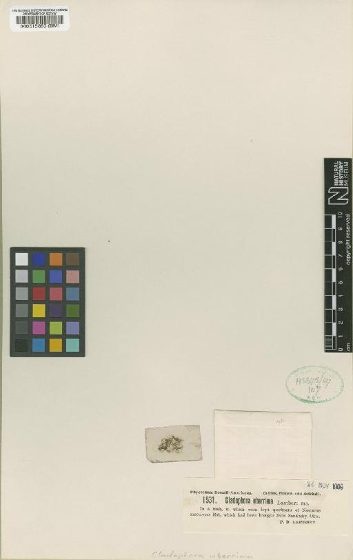 Cladophora uberrima F.D.Lamb. - BM000515859