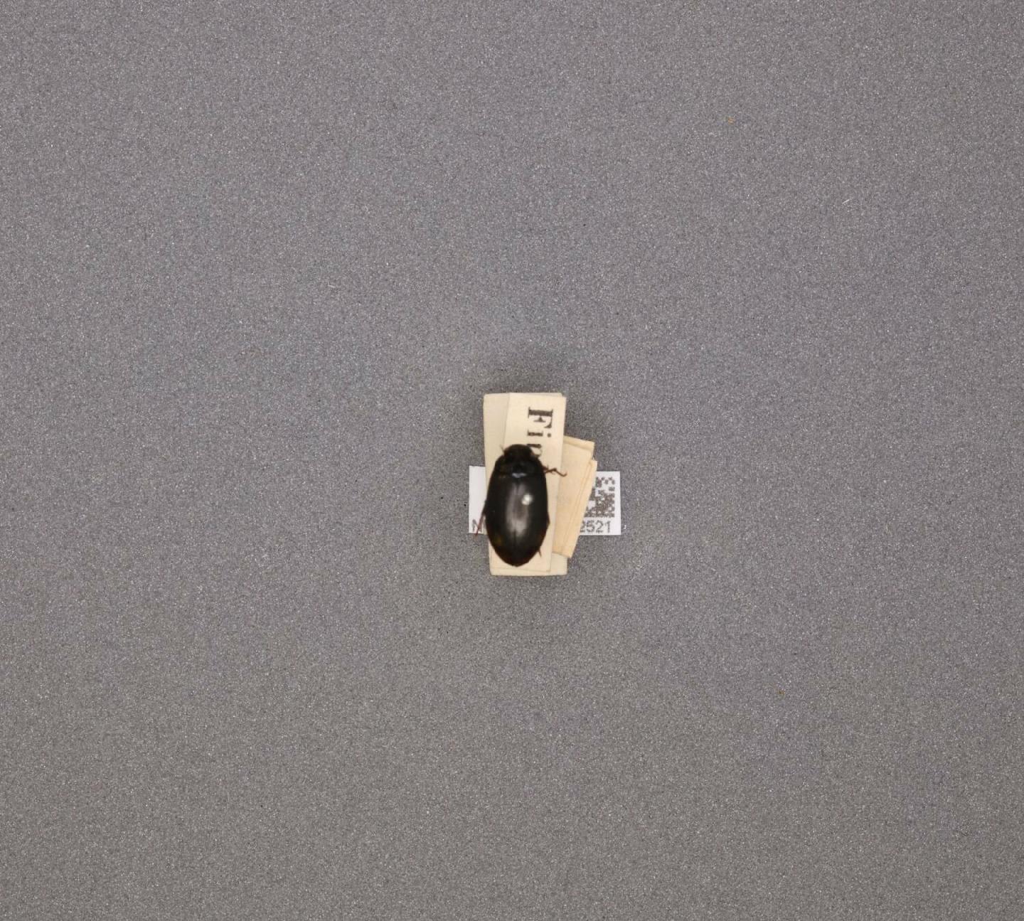 Agabus melanarius thumbnail