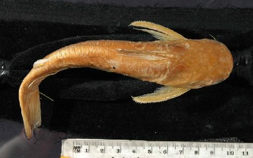 Auchenipterichthys longimanus Günther, 1864 - 1849.11.8.11b; Auchenipterus longimanus; dorsal view; ACSI Project image