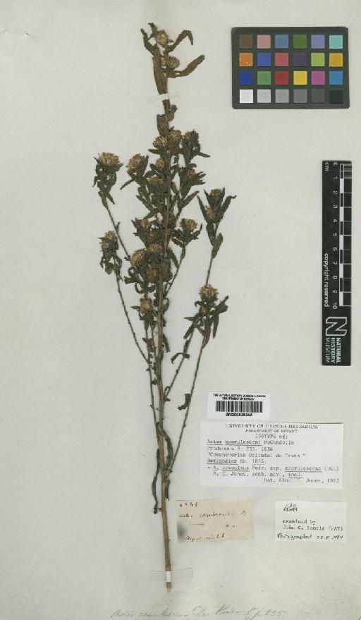 Aster praealtus subsp. coerulescens (DC.) Jones - BM000839265