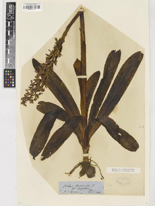 Orchis mascula (L.) L. - BM001110786