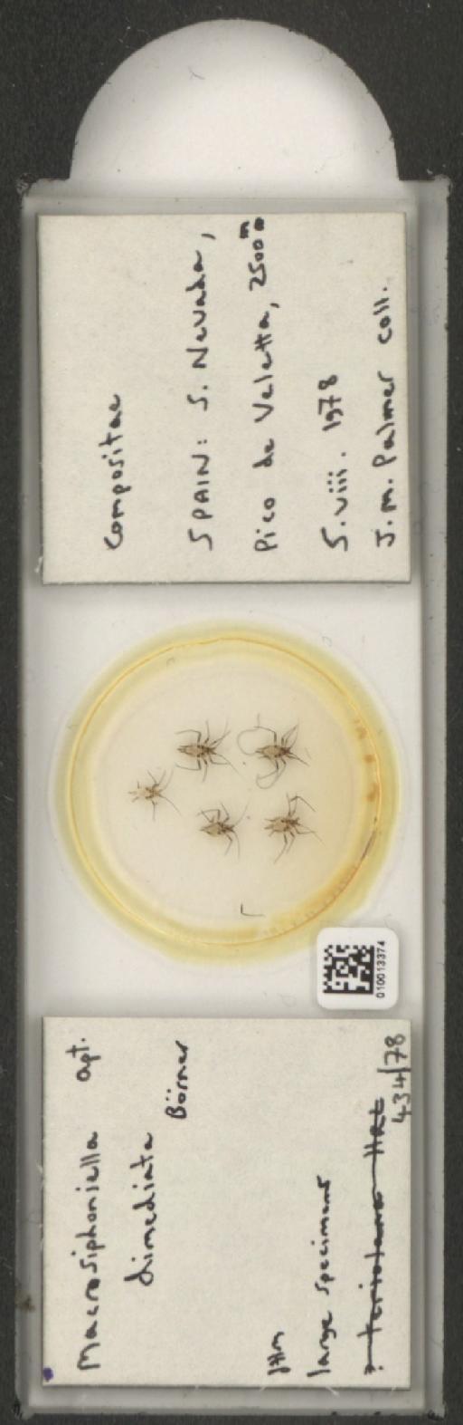 Macrosiphoniella dimidiata Börner, 1942 - 010013374_112659_1094720