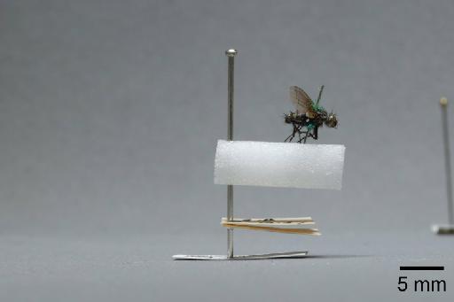Sarcophaga (Myorhina) nigriventris Meigen, 1826 - 015091662_lateral