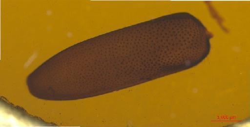 Lepturinae Latreille, 1802 - 010131254___2