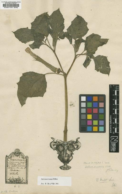 Datura indet. - BM000557997