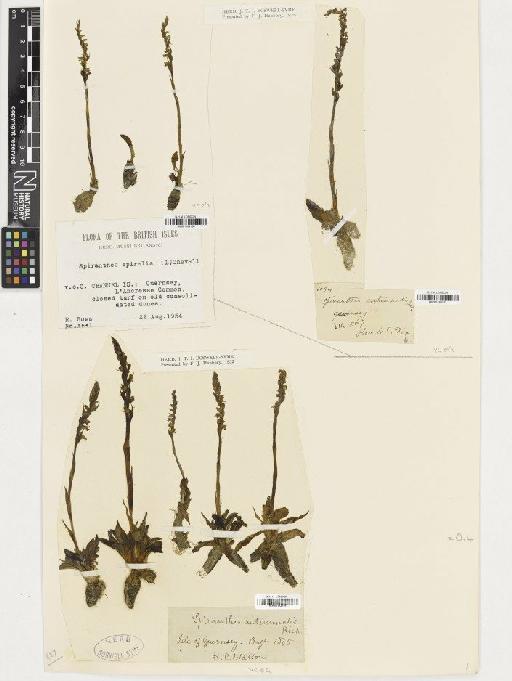 Spiranthes spiralis (L.) Chevall. - BM001164187