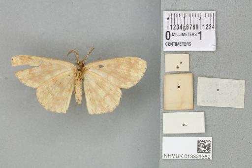 Mesotrophe alienaria (Walker, 1863) - 013321362_reverse