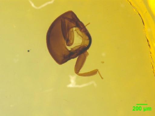 Histeridae Gyllenhal, 1808 - 010189505___7