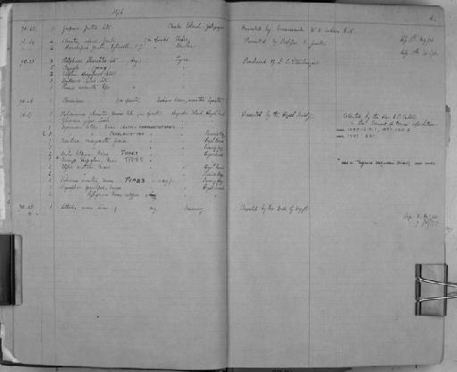 Caridina emarginata Guerin - Zoology Accessions Register: Crustacea: 1876 - 1905: page 6