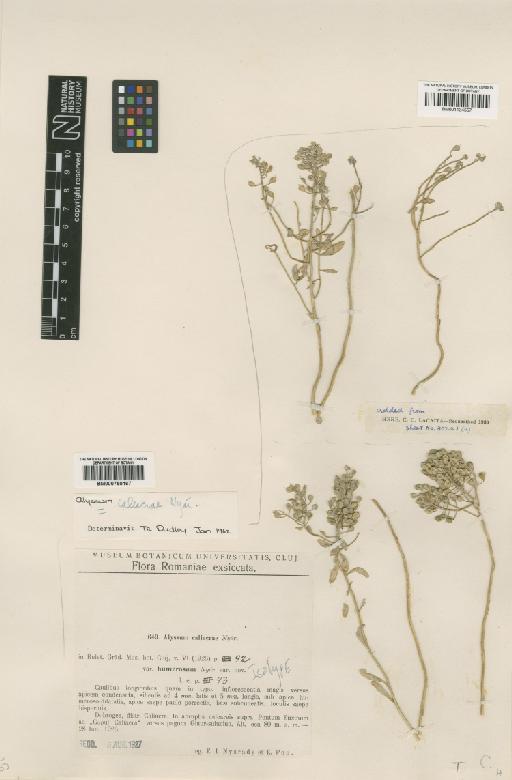 Alyssum caliacrae Nyár. - BM001134557