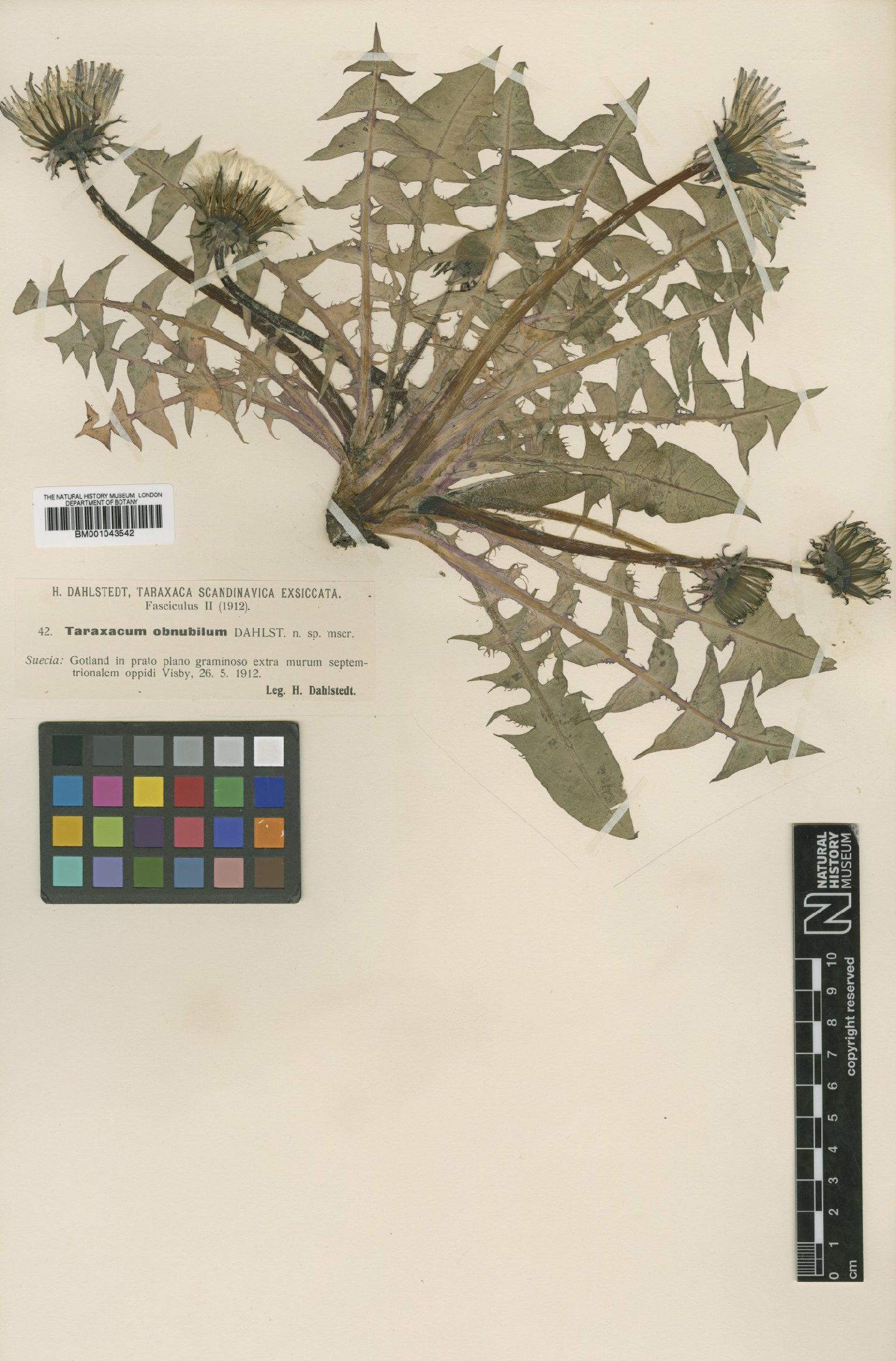 To NHMUK collection (Taraxacum obnubilum Dahlst; Type; NHMUK:ecatalogue:1999544)