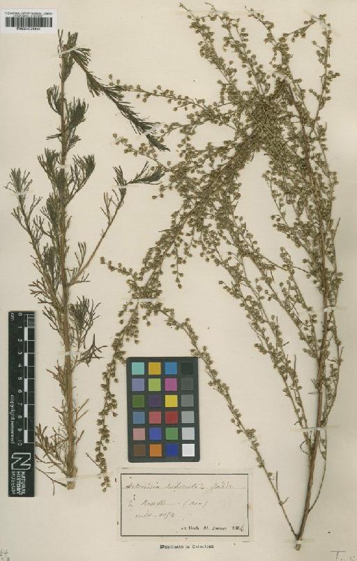 Artemisia campestris subsp. campestris L. - BM001025931