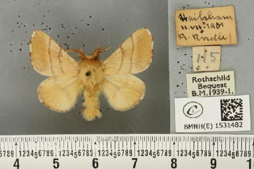 Malacosoma neustria (Linnaeus, 1758) - BMNHE_1531482_191293