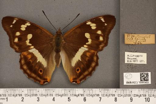 Apatura iris (Linnaeus, 1758) - BMNHE_1086503_63442