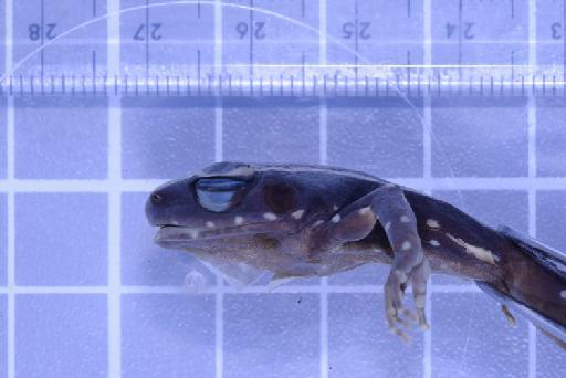 Rana siberu - Image of specimen 1979.306