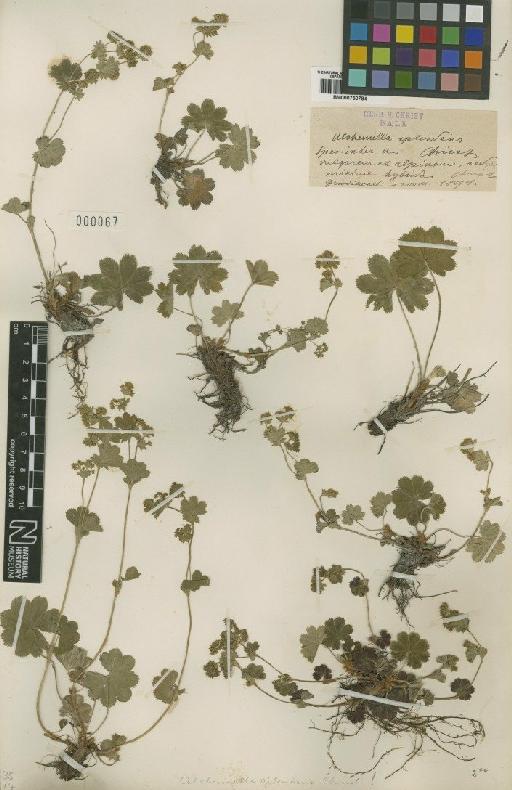 Alchemilla splendens Christ - BM000750784