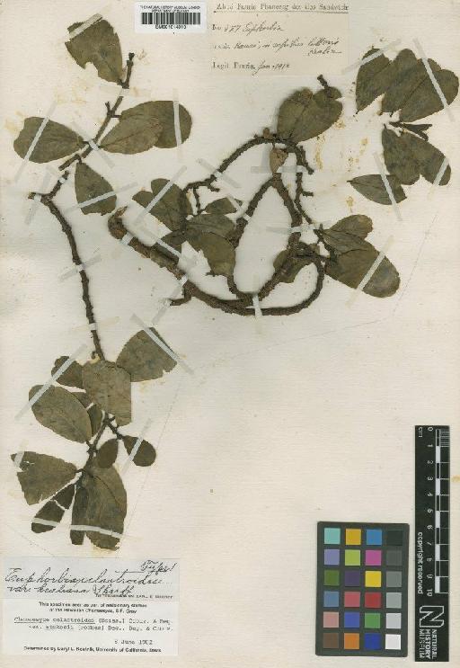 Euphorbia celastroides var. kealiana Sherff - BM001014910