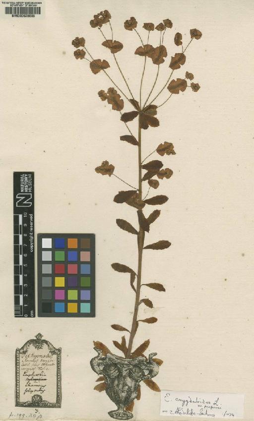 Euphorbia characias L. - BM000628685